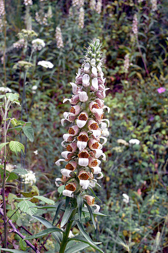 Digitalis lanata